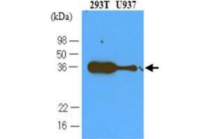 Western blot analysis cell lysates of 293T and U937 (40 ug) were resolved by SDS - PAGE , transferred to NC membrane and probed with PDCD1 monoclonal antibody , clone 4F12 (1 : 500) . (PD-1 抗体  (AA 21-167))