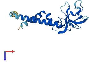 SEC11A Protein (AA 1-179) (His tag)