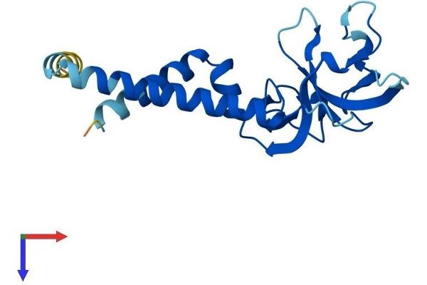 SEC11A Protein (AA 1-179) (His tag)