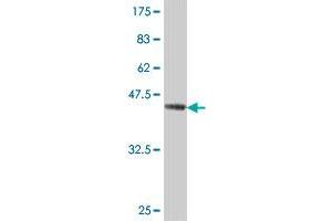 Western Blot detection against Immunogen (46. (RAP2A 抗体  (AA 1-183))