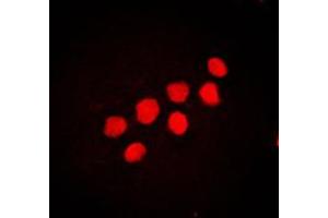 Immunofluorescent analysis of CUX1 staining in NIH3T3 cells. (CUX1 抗体  (N-Term))