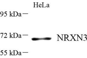 Western blot analysis of NRXN3 (ABIN7074807) at dilution of 1: 500 (Neurexin 3 抗体)