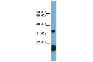 WB Suggested Anti-RHOF Antibody Titration: 0. (RhoF 抗体  (Middle Region))