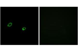 Immunofluorescence analysis of MCF7 cells, using OR10AG1 Antibody. (OR10AG1 抗体  (AA 231-280))