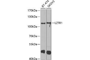 Western blot analysis of extracts of various cell lines, using LZTR1 antibody (ABIN6130529, ABIN6143415, ABIN6143416 and ABIN6223199) at 1:1000 dilution. (LZTR1 抗体  (AA 300-545))