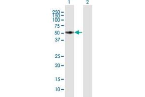 Western Blot analysis of FMO3 expression in transfected 293T cell line by FMO3 MaxPab polyclonal antibody. (FMO3 抗体  (AA 1-532))
