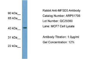 WB Suggested Anti-MFSD3  Antibody Titration: 0. (MFSD3 抗体  (Middle Region))