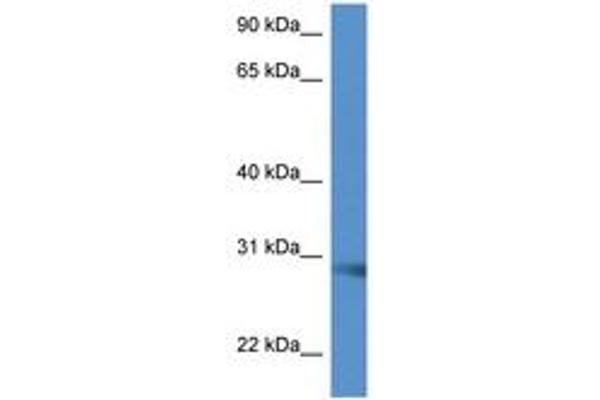 SCAMP5 antibody  (AA 163-212)