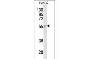 Western blot analysis of NUP62 antibody (C-term ) (ABIN391711 and ABIN2841603) in HepG2 cell line lysates (35 μg/lane). (NUP62 抗体  (C-Term))