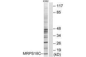 Western blot analysis of extracts from K562 cells, using MRPS18C antibody. (MRPS18C 抗体)