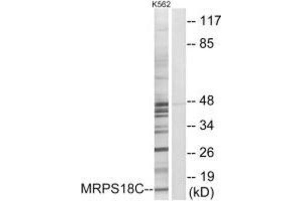 MRPS18C 抗体