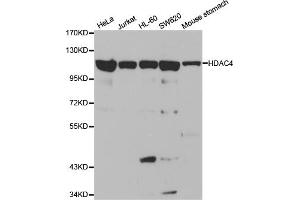 Western blot analysis of extracts of various cell lines, using HDAC4 antibody (ABIN5970069) at 1/1000 dilution. (HDAC4 抗体)