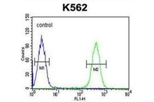 Flow cytometric analysis of K562 cells using HDAC2 Antibody (Center) Cat. (HDAC2 抗体  (Middle Region))