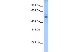 STEAP3 antibody used at 0. (STEAP3 抗体  (C-Term))