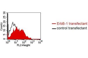 FACS analysis of BOSC23 cells using DP-4A1. (EGFR 抗体)