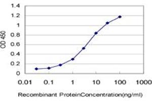 Detection limit for recombinant GST tagged MYBL2 is approximately 0. (MYBL2 抗体  (AA 601-700))