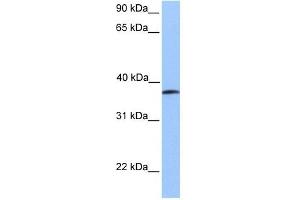 UBA5 antibody used at 1 ug/ml to detect target protein. (UBA5 抗体  (Middle Region))