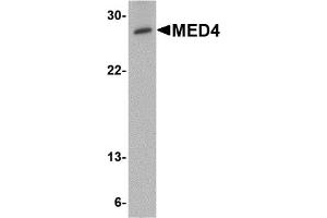 Western Blotting (WB) image for anti-Mediator Complex Subunit 4 (MED4) (C-Term) antibody (ABIN1030514) (MED4 抗体  (C-Term))