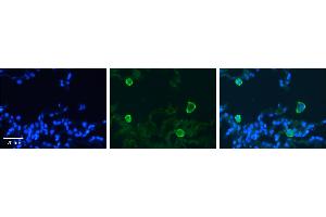 Immunohistochemistry (IHC) image for anti-Carbonic Anhydrase IV (CA4) (C-Term) antibody (ABIN2776800) (CA4 抗体  (C-Term))