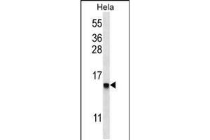 Western blot analysis in Hela cell line lysates (35ug/lane). (DEFB112 抗体  (N-Term))