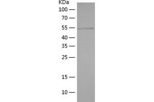 c-Rel Protein (AA 15-218) (His-IF2DI Tag)