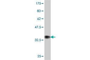 Western Blot detection against Immunogen (37. (EIF3F 抗体  (AA 258-357))
