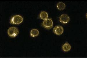 Immunofluoresence staining of Jurkat cells (Human T-cell leukemia, ATCC TIB-152). (CD45 抗体  (AA 535-730))