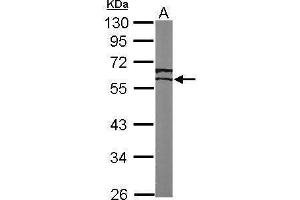 WB Image Sample (50 ug of whole cell lysate) A: Mouse brain 10% SDS PAGE antibody diluted at 1:1000 (ESRRG 抗体)