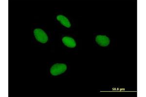Immunofluorescence of purified MaxPab antibody to TCEA3 on HepG2 cell. (TCEA3 抗体  (AA 1-348))