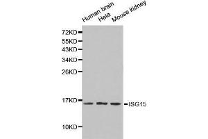 Western blot analysis of extracts of various cell lines, using ISG15 antibody. (ISG15 抗体  (AA 1-165))