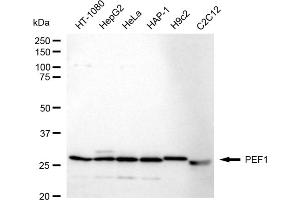 Western blotting analysis using PEF1 antibody (ABIN7799754).