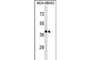ALDOB Antibody (N-term) (ABIN1539292 and ABIN2850253) western blot analysis in MDA-M cell line lysates (35 μg/lane). (ALDOB 抗体  (N-Term))