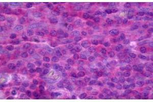 Anti-TNFRSF18 antibody IHC staining of human tonsil.