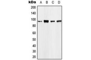 Western blot analysis of EEF2 expression in A431 (A), MCF7 (B), mouse kidney (C), rat kidney (D) whole cell lysates. (EEF2 抗体  (N-Term))
