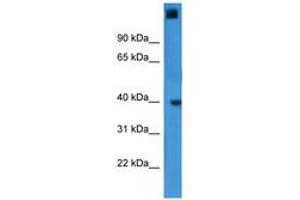 anti-General Transcription Factor IIA, 1, 19/37kDa (GTF2A1) (AA 227-276) antibody