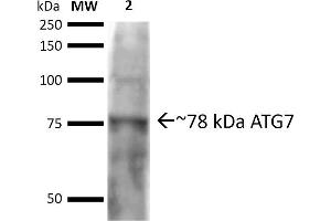 Western blot analysis of Rat brain cell lysates showing detection of ~77. (ATG7 抗体  (N-Term) (Atto 390))