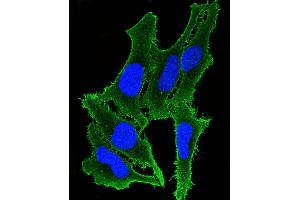 Immunofluorescence (IF) image for anti-ATPase, Ca++ Transporting, Plasma Membrane 3 (ATP2B3) (AA 1161-1194), (C-Term) antibody (ABIN6242175)