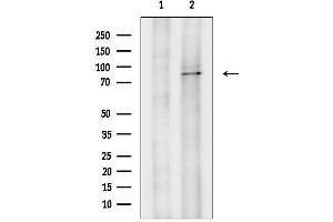 Western blot analysis of lysates from Hela cells, using DDX50 Antibody.