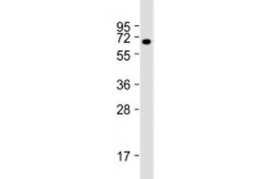 Western blot testing of human kidney lysate with BANP antibody at 1:2000. (BANP 抗体)