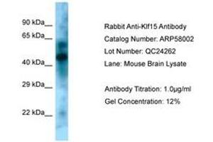 Image no. 1 for anti-Kruppel-Like Factor 15 (KLF15) (N-Term) antibody (ABIN6749944) (KLF15 抗体  (N-Term))