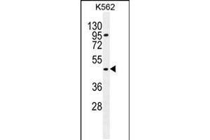 Western blot analysis in K562 cell line lysates (35ug/lane). (CPA3 抗体  (AA 255-284))