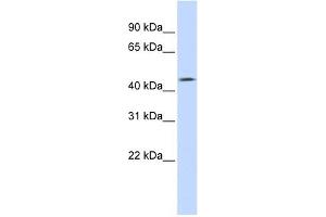 Western Blotting (WB) image for anti-Transmembrane Protein with EGF-Like and Two Follistatin-Like Domains 1 (TMEFF1) (Middle Region) antibody (ABIN635846)