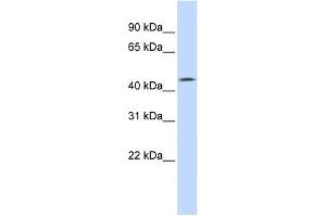 TMEFF1 antibody used at 1 ug/ml to detect target protein. (TMEFF1 抗体  (Middle Region))