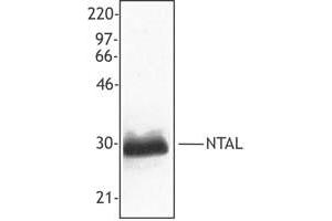anti-Linker For Activation of T Cells Family, Member 2 (LAT2) (AA 91-244) antibody