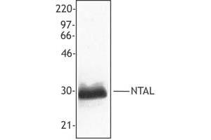 Image no. 1 for anti-Linker For Activation of T Cells Family, Member 2 (LAT2) (AA 91-244) antibody (ABIN205357) (LAT2 抗体  (AA 91-244))
