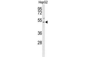 Western blot analysis of BLZF1 Antibody (Center) in HepG2 cell line lysates (35µg/lane). (BLZF1 抗体  (Middle Region))