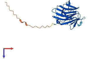 AlphaFold protein structure predicition of Human Recombinant SPRYD4 Protein, UniprotID Q8WW59