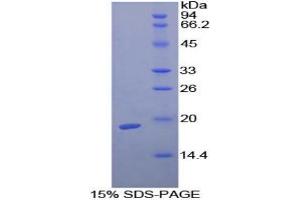 SDS-PAGE analysis of Guinea Pig TGFb1 Protein. (TGFB1 蛋白)