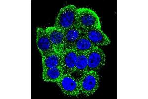 Confocal immunofluorescent analysis of Hamartin (TSC1) Antibody (Center) (ABIN652207 and ABIN2840760) with Hela cell followed by Alexa Fluor 488-conjugated goat anti-rabbit lgG (green). (TSC1 抗体  (AA 401-430))