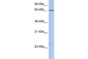 WB Suggested Anti-KIAA0020 Antibody Titration:  0. (KIAA0020 抗体  (N-Term))